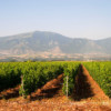 Ktima Pavlidis vineyards in Drama, Greece
