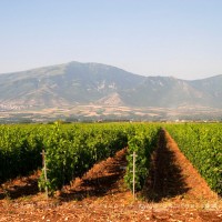 Ktima Pavlidis vineyards in Drama, Greece