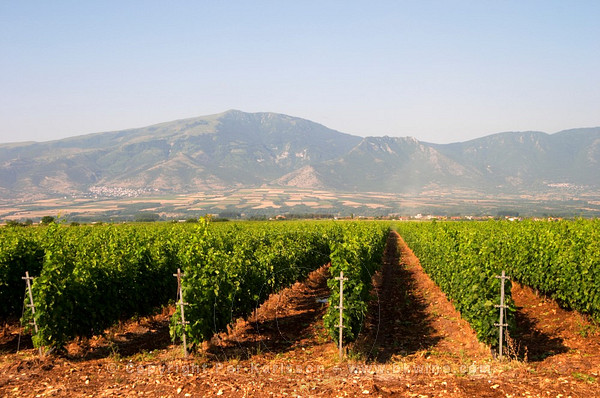 Ktima Pavlidis vineyards in Drama, Greece