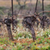 A vine in the vineyards of Chateau Saint Martin de la Garrigue, Languedoc