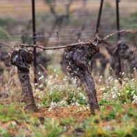 A vine in the vineyards of Chateau Saint Martin de la Garrigue, Languedoc