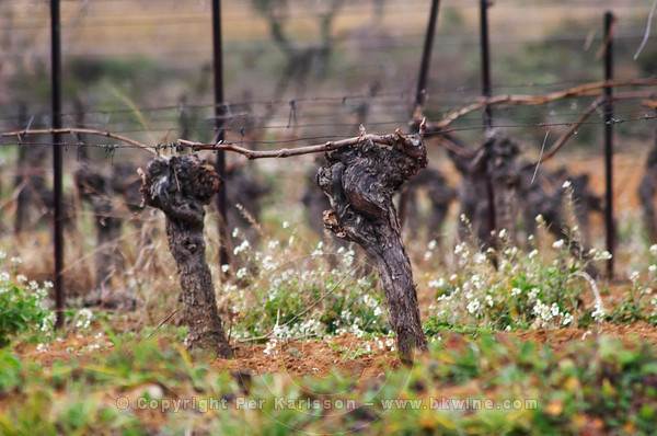 A vine in the vineyards of Chateau Saint Martin de la Garrigue, Languedoc