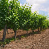 Assyrtiko vines at Tsantali, Greece
