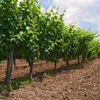 Assyrtiko vines at Tsantali, Greece