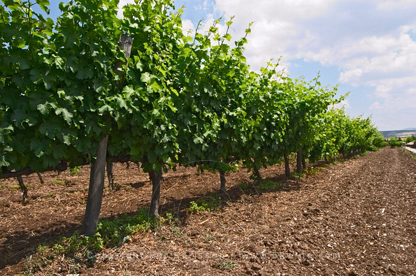 Assyrtiko vines at Tsantali, Greece