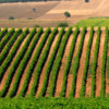 Domaine Gerovassiliou, Macedonia, Greece