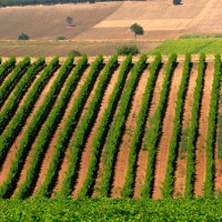 Domaine Gerovassiliou, Macedonia, Greece