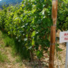 Malagousia vines at the Bibila Chora winery in Macedonia Greece
