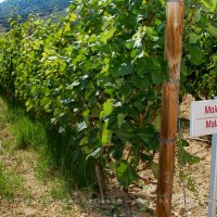 Malagousia vines at the Bibila Chora winery in Macedonia Greece