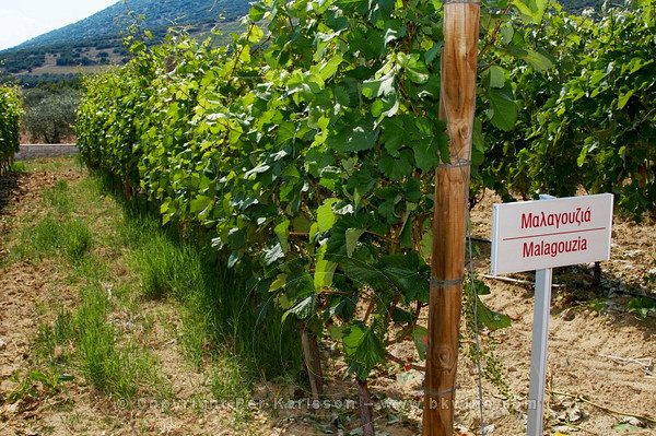 Malagousia vines at the Bibila Chora winery in Macedonia Greece