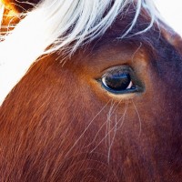 Domaine Fontedicto, Caux. Pezenas region. Languedoc. Horse to work in the vineyard instead of tractor. France. Europe.