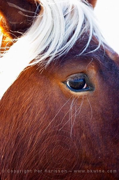 Domaine Fontedicto, Caux. Pezenas region. Languedoc. Horse to work in the vineyard instead of tractor. France. Europe.