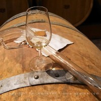 Domaine Le Nouveau Monde. Terrasses de Beziers. Languedoc. Barrel cellar. Drawing a sample with a pipette. ISO standard shape wine tasting glass. France. Europe.