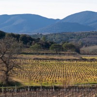 Domaine Mas Gabinele. Faugeres. Languedoc