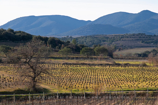 Domaine Mas Gabinele. Faugeres. Languedoc