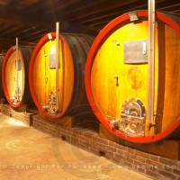 In the wine cellar: large oak storage casks, Champagne Jacquesson in Dizy