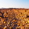 The vineyard of Chateau des Fines Roches with Grenache vines and pebbly rocky galet soil and a view over the village Chateauneuf-du-Pape, Vaucluse, Rhone, Provence, France