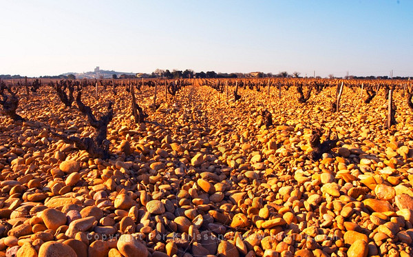 The vineyard of Chateau des Fines Roches with Grenache vines and pebbly rocky galet soil and a view over the village Chateauneuf-du-Pape, Vaucluse, Rhone, Provence, France