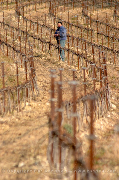 A man working in the vineyard tying vines at Chateau Saint Cosme, Gigondas, Vaucluse, Rhone, Provence, France