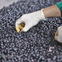 Sorting grapes on a sorting table