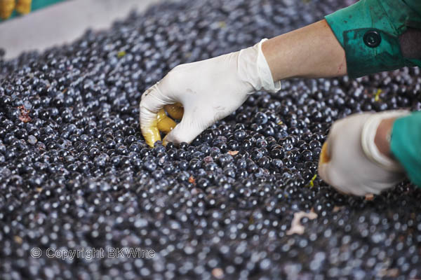 Sorting grapes on a sorting table