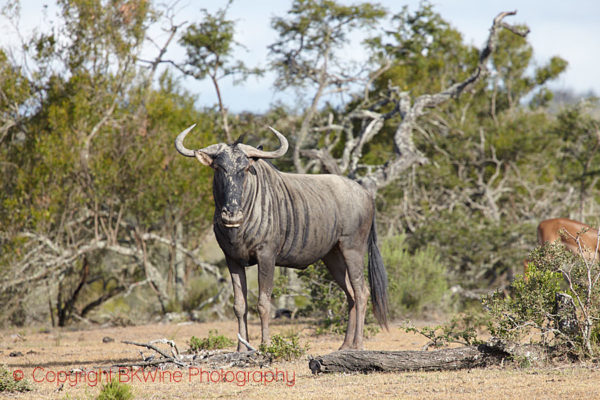 A wildebeest - gnu - on a safari in South Africa