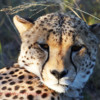 A cheetah on a safari in South Africa
