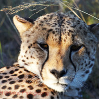 A cheetah on a safari in South Africa