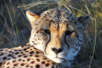 A cheetah on a safari in South Africa