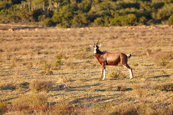 An antelope on a safari in South Africa