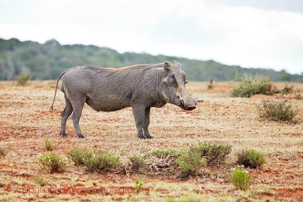A warthog - pumba - on a safari in South Africa