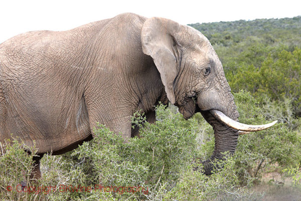 An old elephant on a safari in South Africa