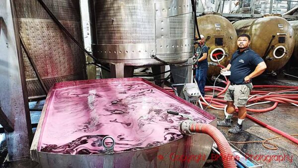 Pumping over fermenting must via an open container for aeration at a winery in South Africa